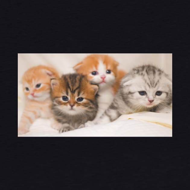 the 4 little cute cats by kunasin